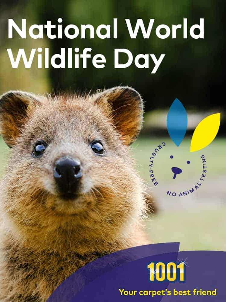 1001 cruelty free carpet cleaning products are pet safe 1001 cruelty free carpet cleaning products are pet safe