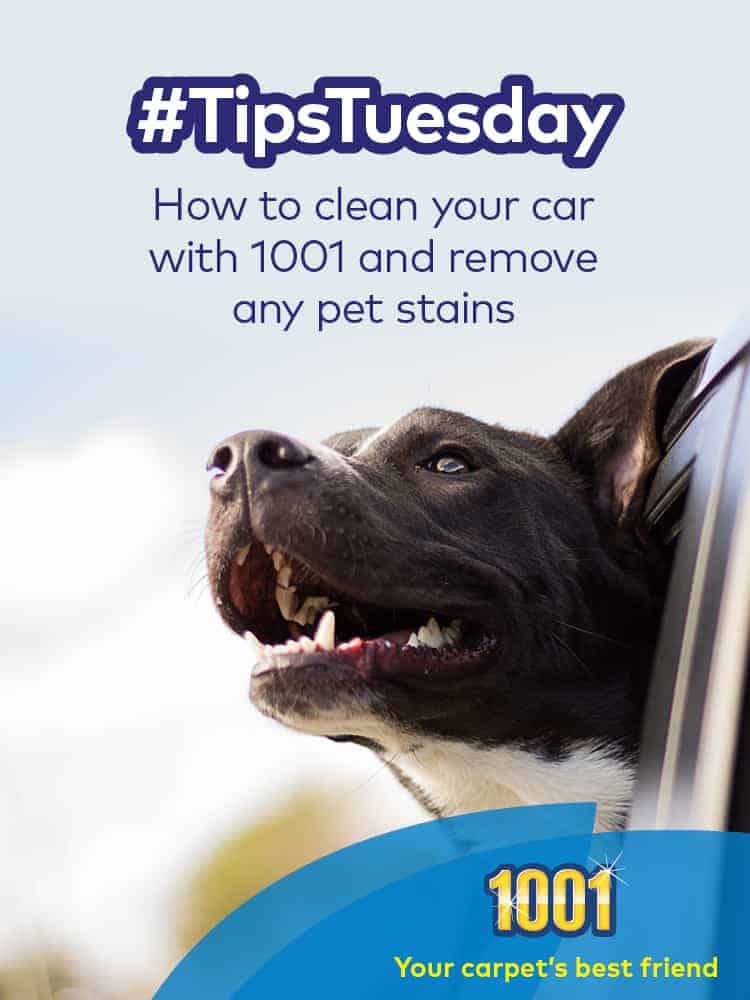 Cleaning your car with 1001 Carpet Care products Cleaning your car with 1001 Carpet Care products