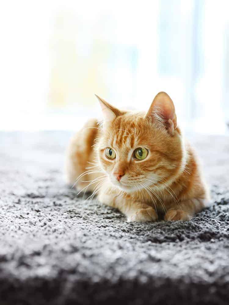 How to get rid of cat smells in the house How to get rid of cat smells in the house
