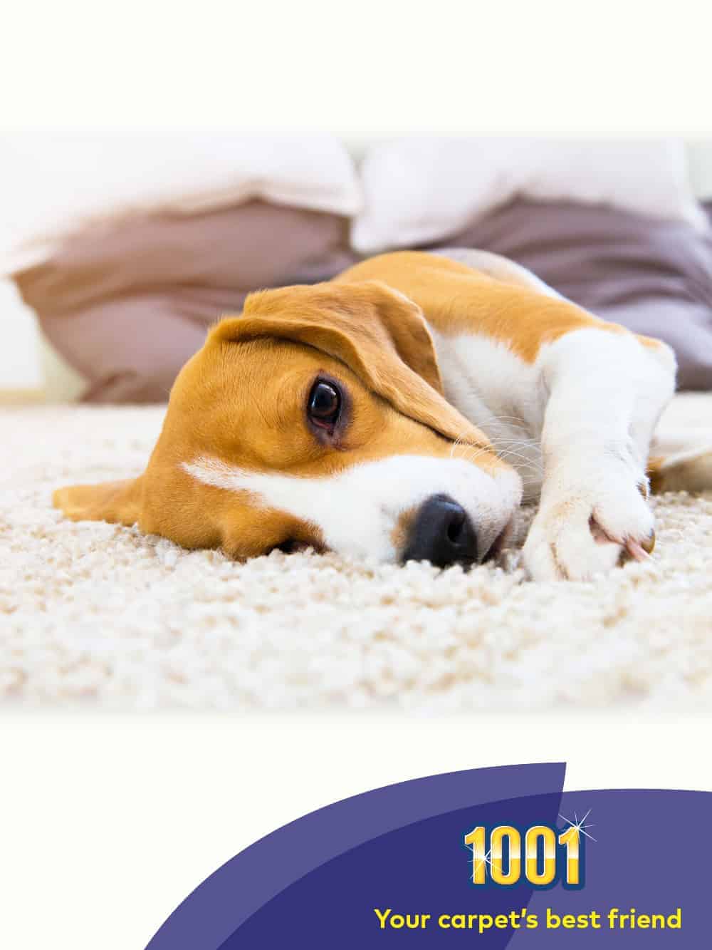 Best pet safe carpet cleaner Best pet safe carpet cleaner