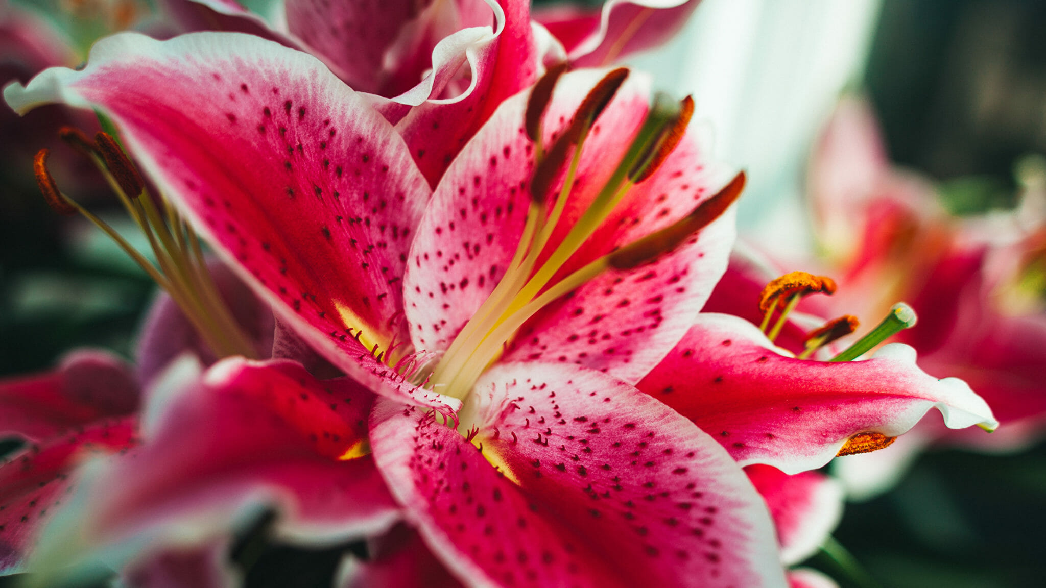 closeup macro lilies tiger lily 529138 2560x1440