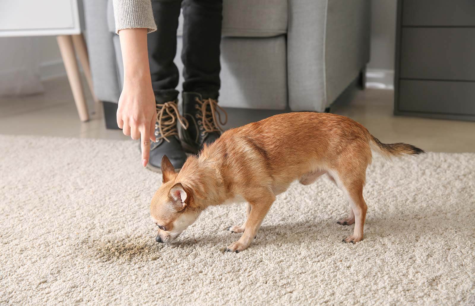 262639 1600x1030 how remove pet stains carpets easily 262639 1600x1030 how remove pet stains carpets easily
