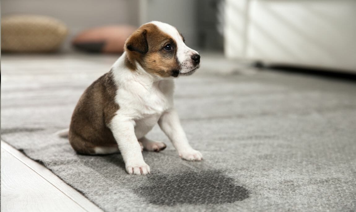 dog urine carpet cleaner (1)