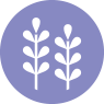 Lavendar