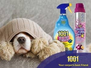 Remember Pet Stain Remover for Carpet this Bonfire Night!