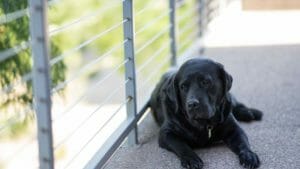 what removes dog vomit from carpet